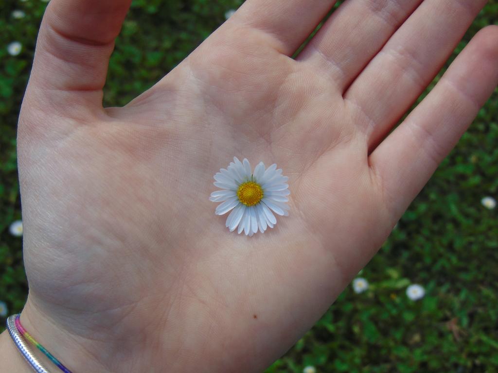 Ca'melia Sarzana